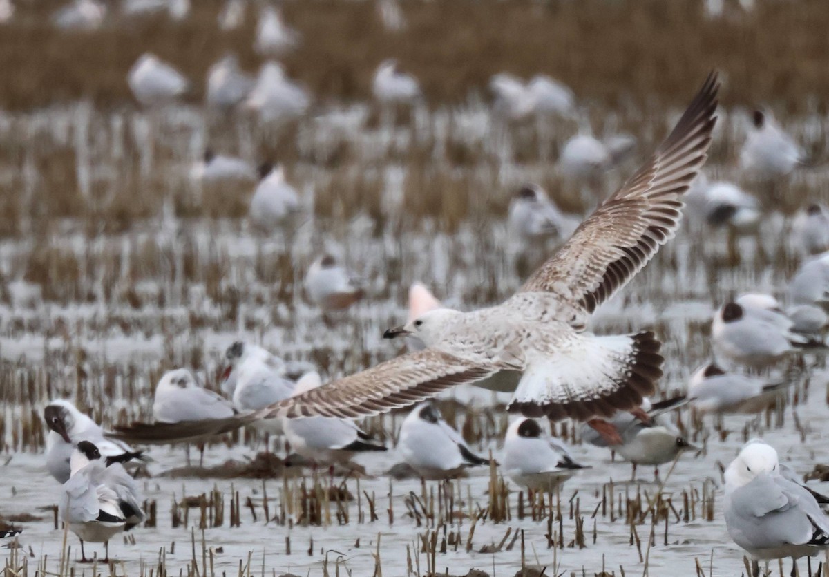 Caspian Gull - ML615310003