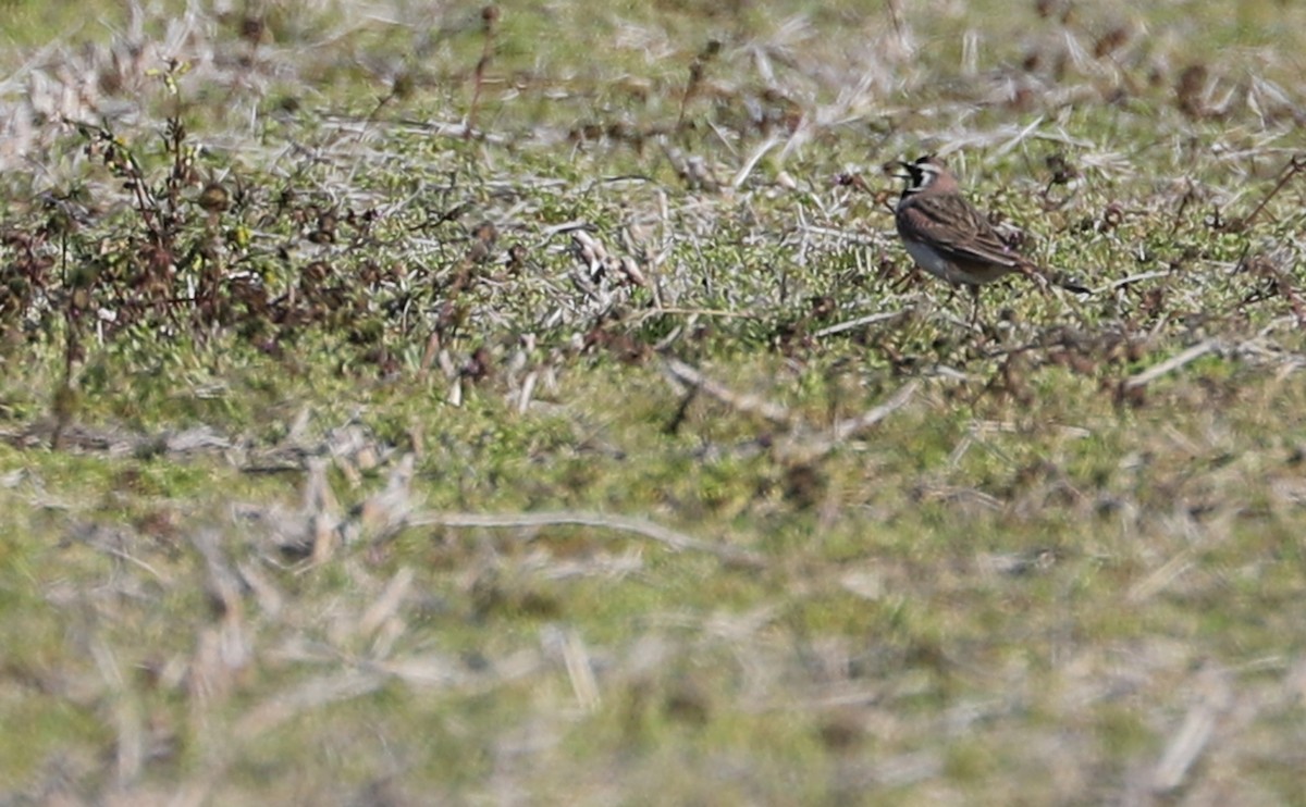 Horned Lark - ML615310019