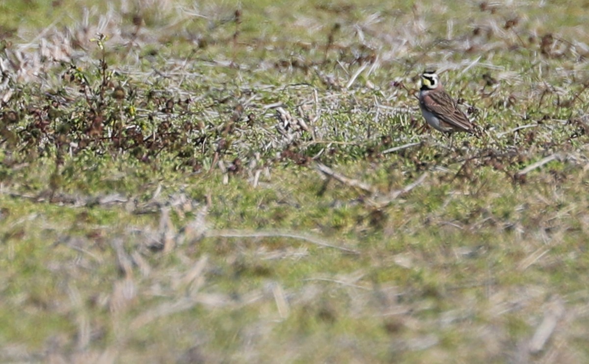 Horned Lark - Rob Bielawski