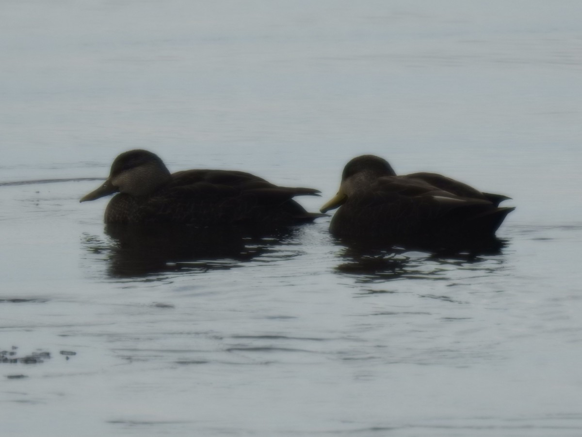 American Black Duck - Jean-Serge Vincent