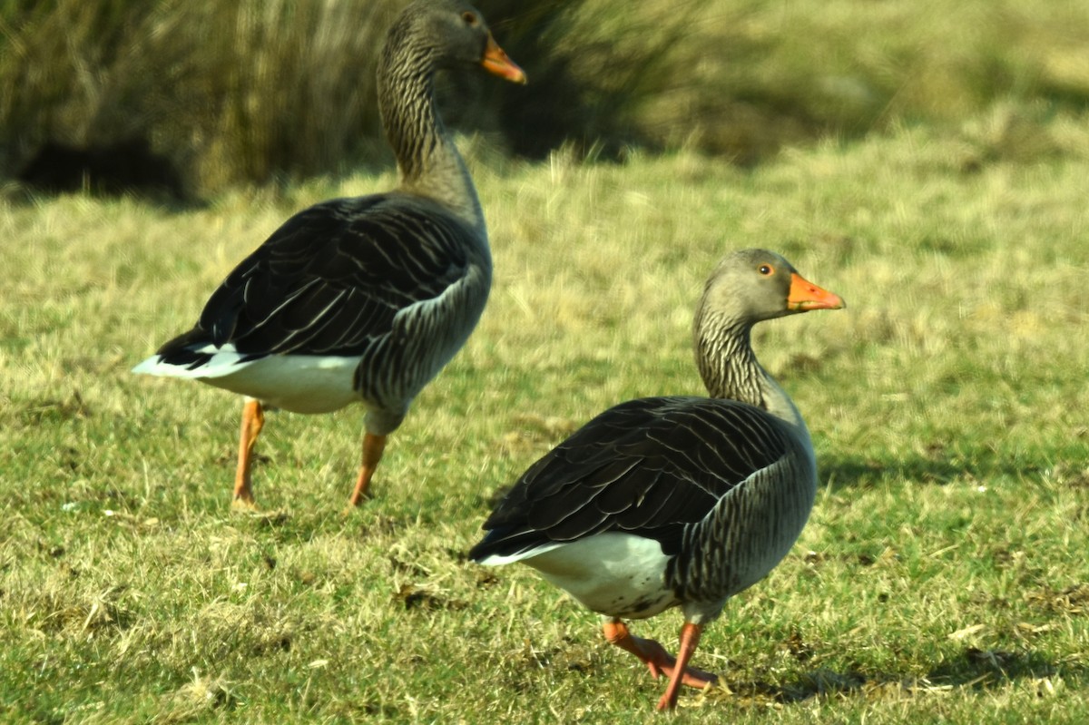 Graylag Goose - Blair Whyte