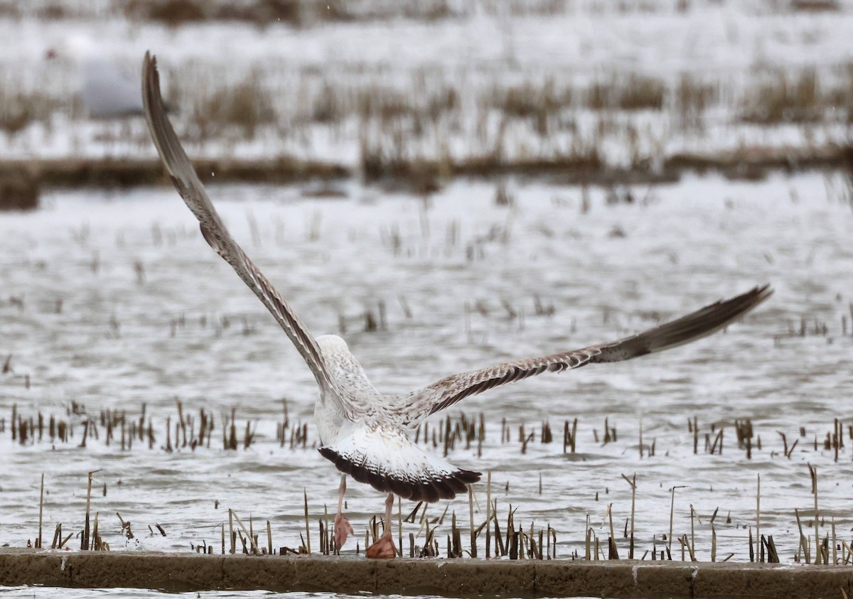 Caspian Gull - ML615310070