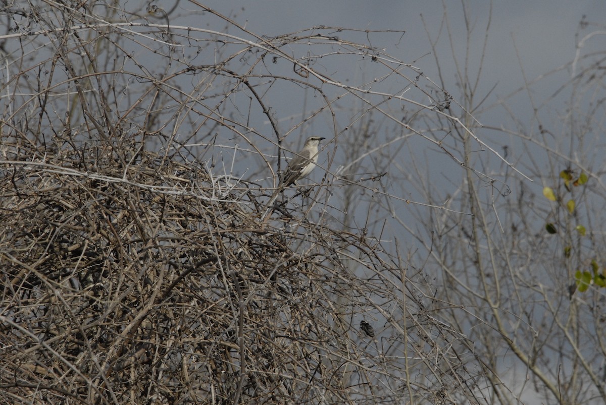 Northern Mockingbird - ML615310121