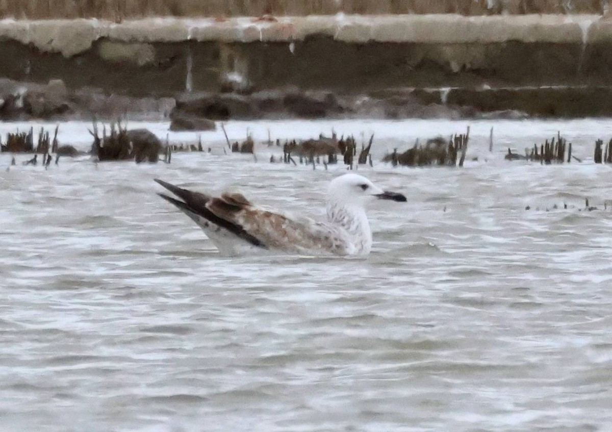 Caspian Gull - ML615310125