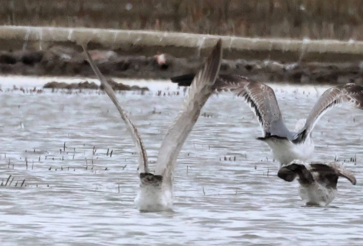 Caspian Gull - ML615310138