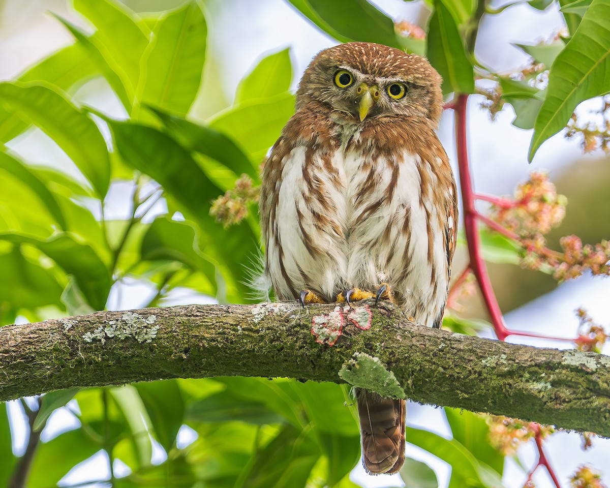 Ferruginous Pygmy-Owl - ML615310160