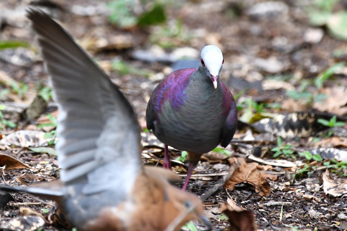 Gray-fronted Quail-Dove - Liz Harper