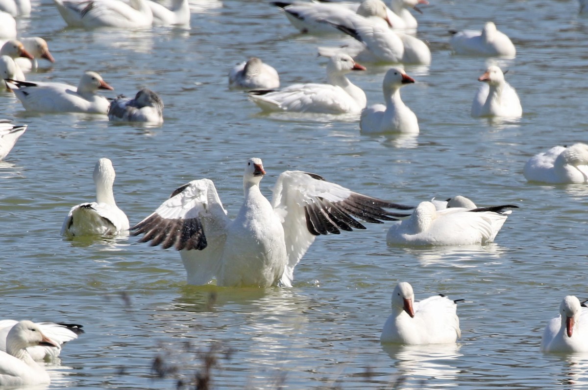 Snow Goose - ML615310230