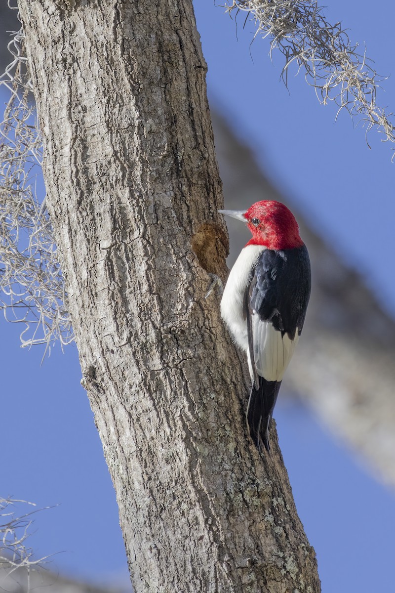 Red-headed Woodpecker - ML615310239