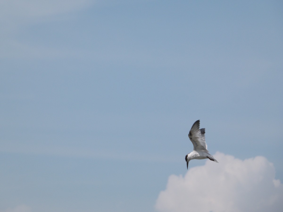 Little Tern - ML615310288