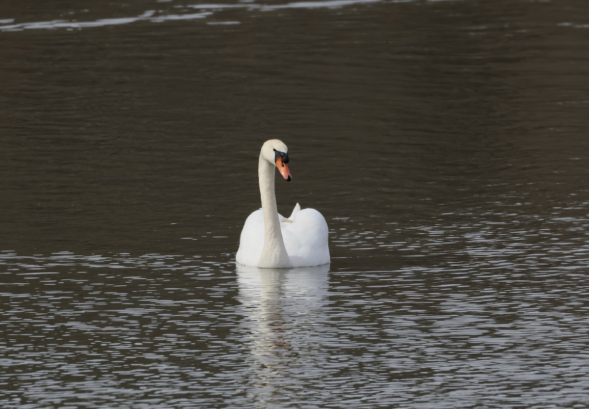 Cygne tuberculé - ML615310348