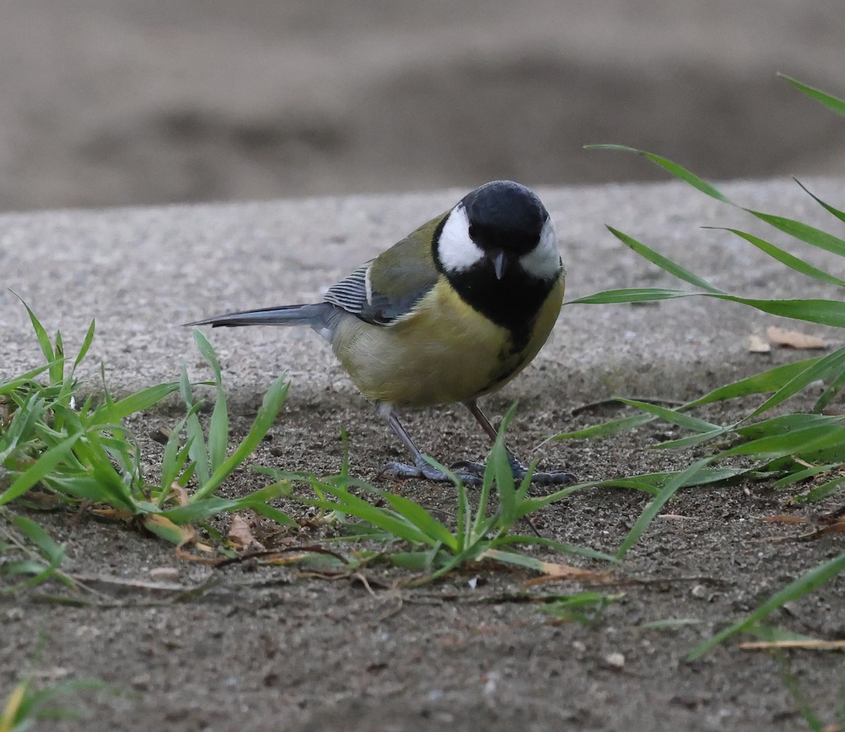 Great Tit - ML615310367