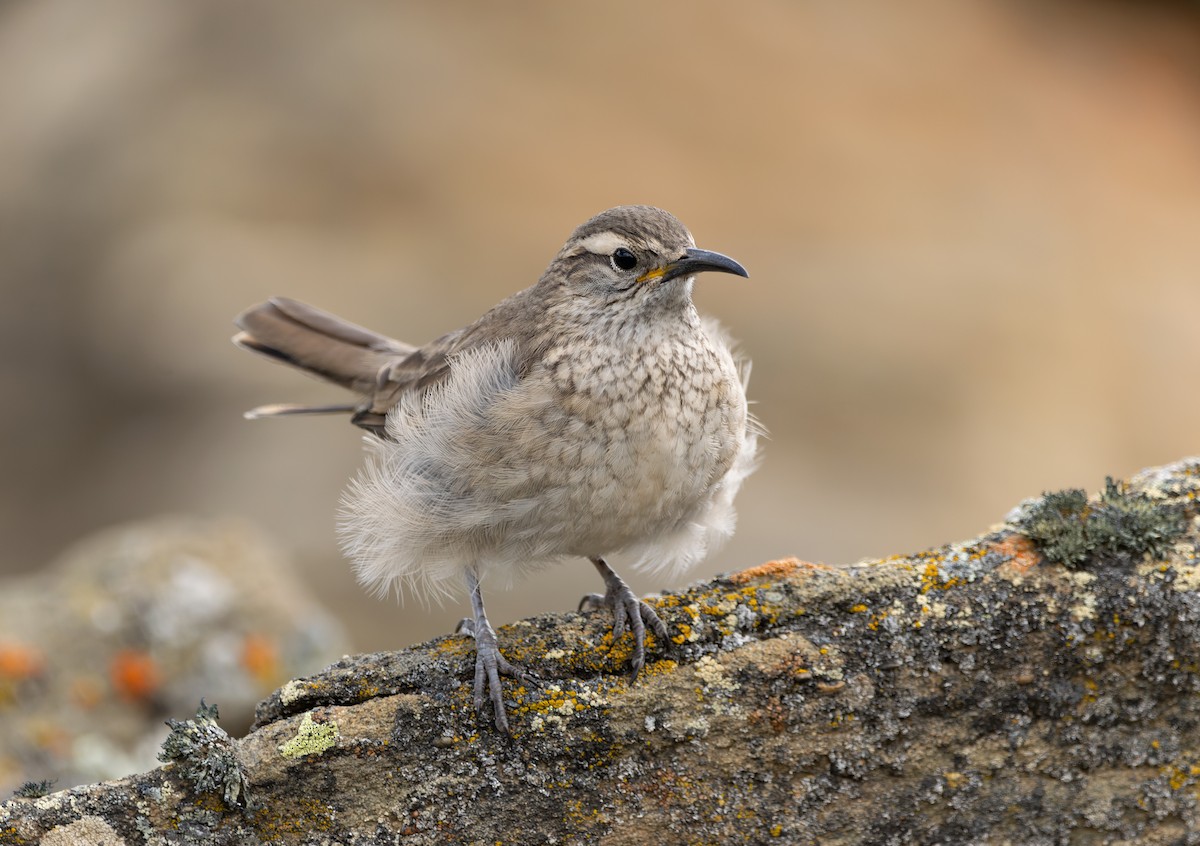 Scale-throated Earthcreeper - ML615310411