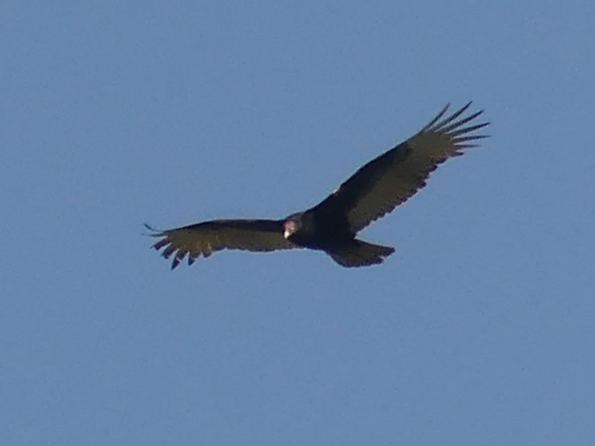 Turkey Vulture - ML615310415