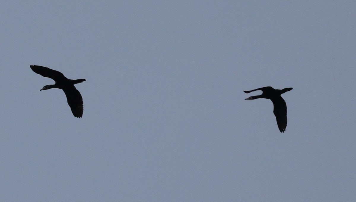 Great Cormorant - ML615310441