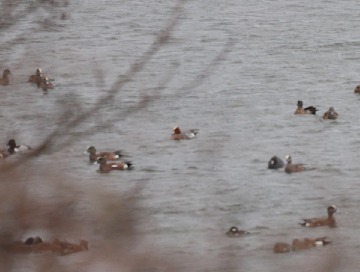 Eurasian Wigeon - ML615310448