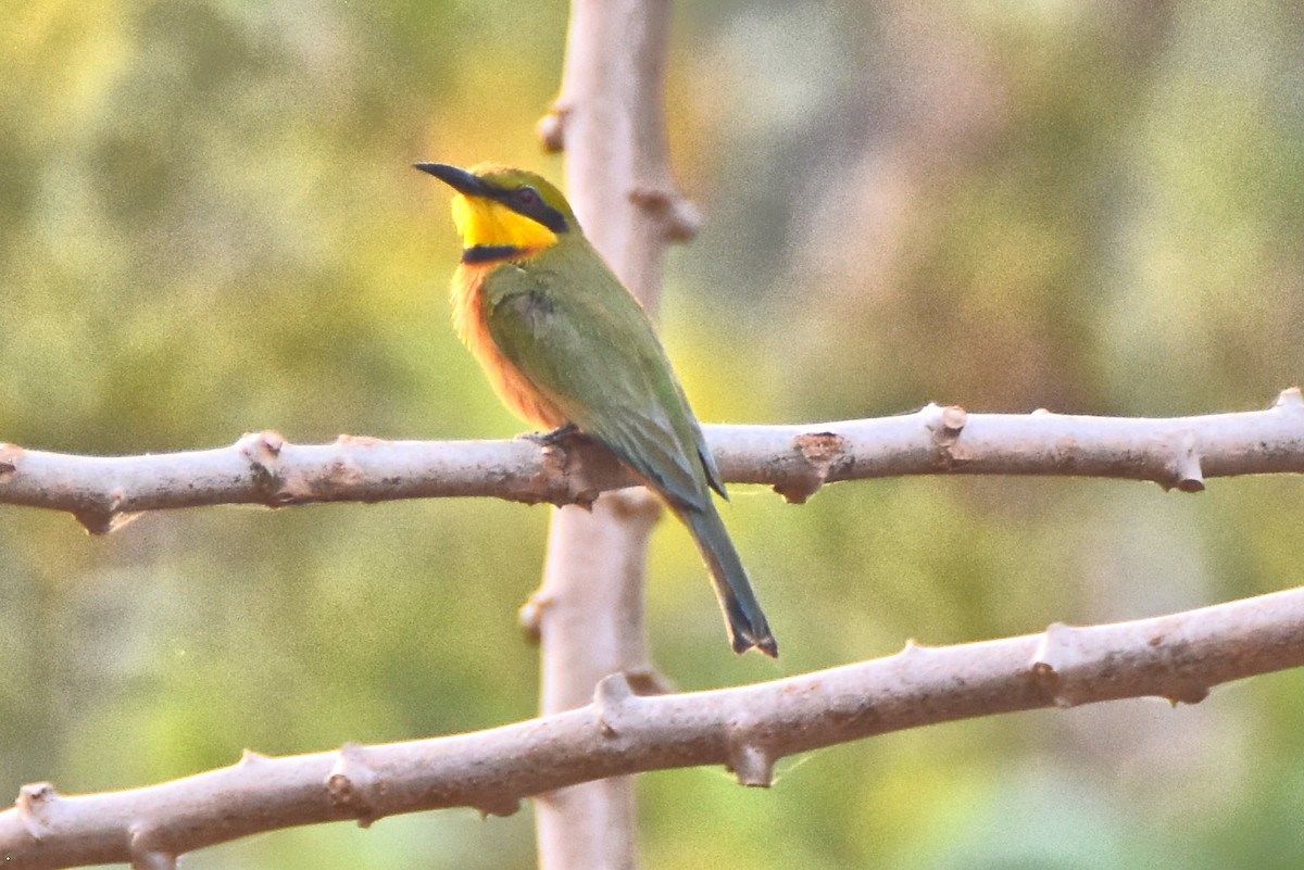 Little Bee-eater - ML615310472