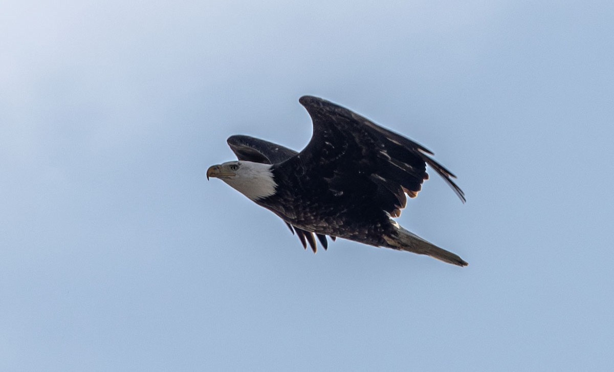 Bald Eagle - ML615310484