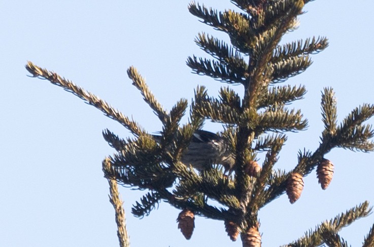 White-winged Crossbill - ML615310489