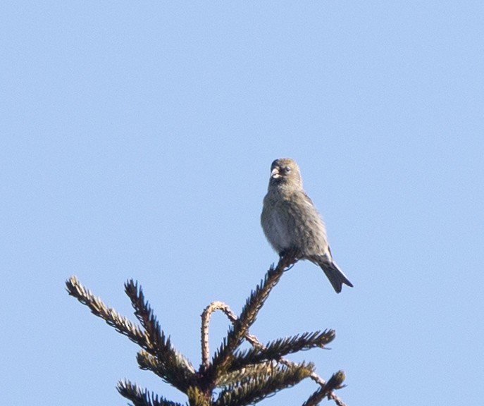 White-winged Crossbill - ML615310508