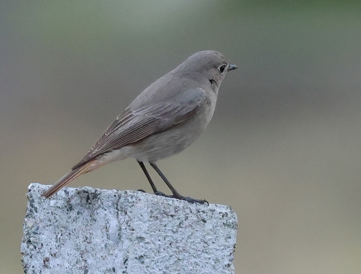 Black Redstart - ML615310537