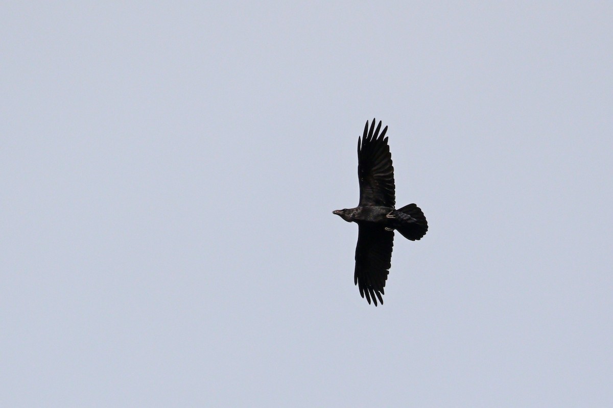 Common Raven - ML615310596