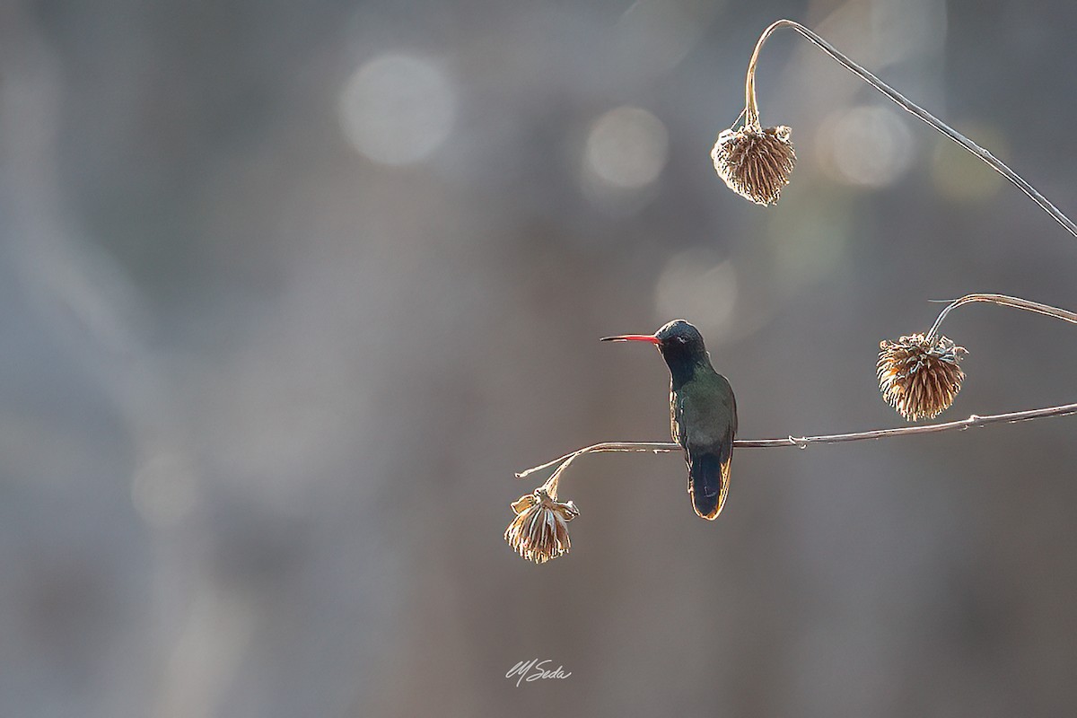 Turquoise-crowned Hummingbird - Manuel Seda