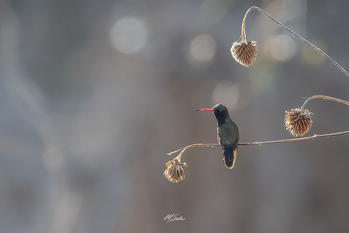 Colibrí Piquiancho de Guerrero - ML615310636