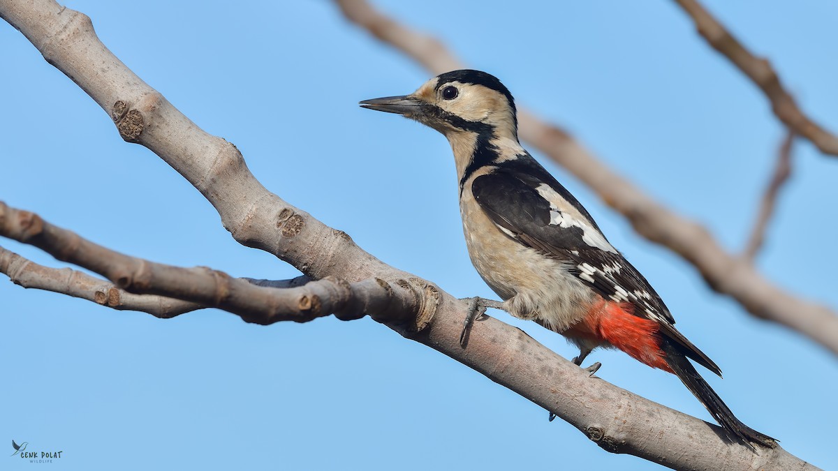 Syrian Woodpecker - Cenk Polat