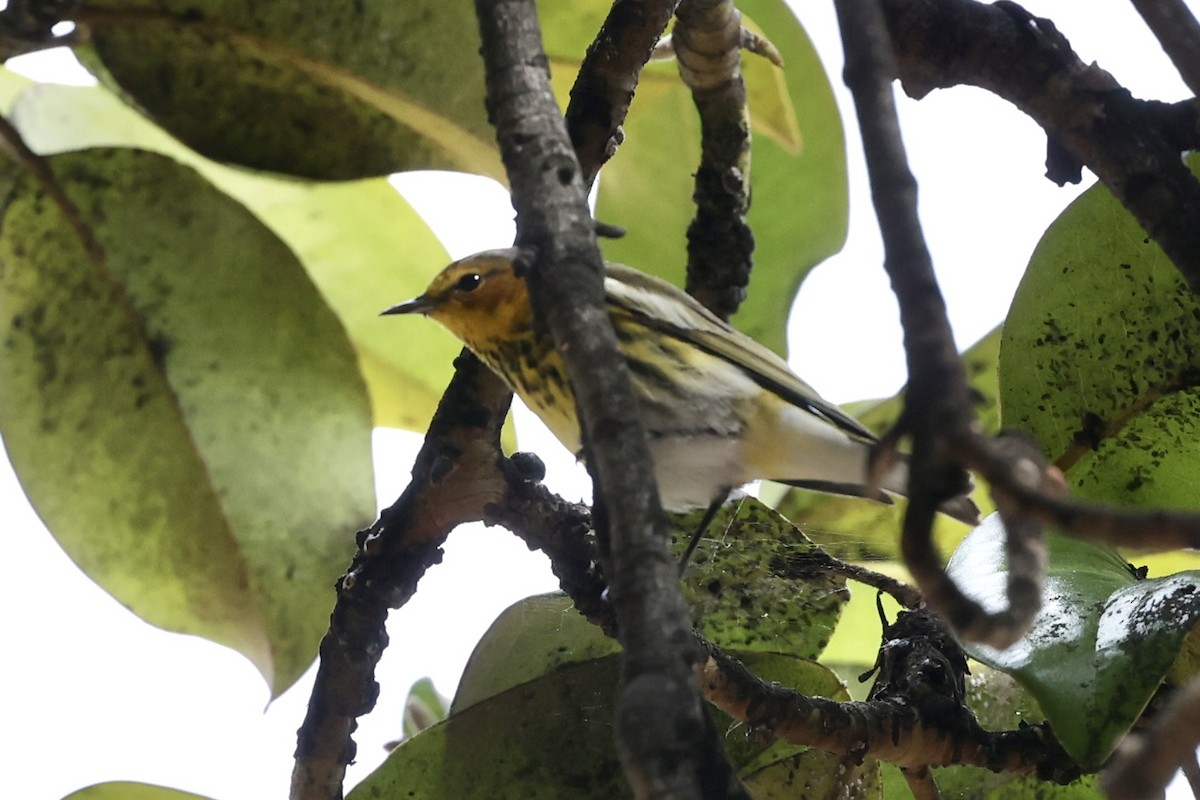 Cape May Warbler - Jim Zenor