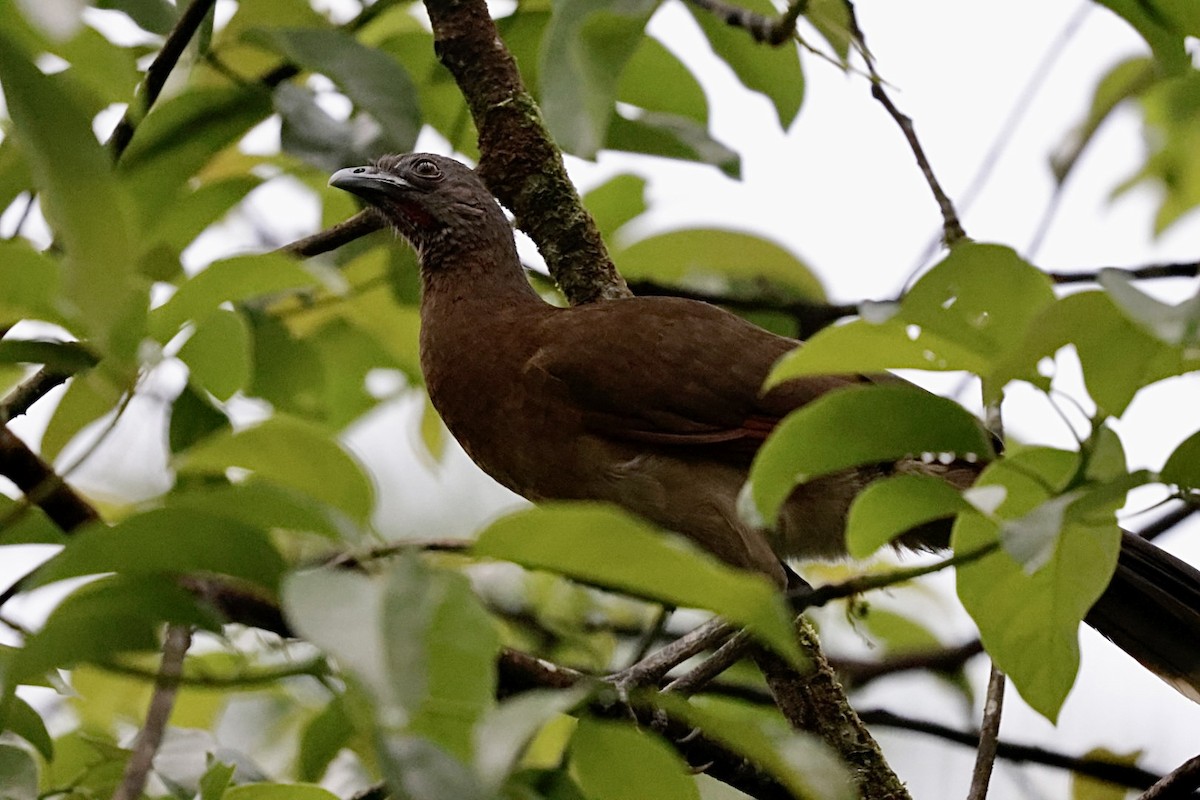 Gray-headed Chachalaca - ML615310725