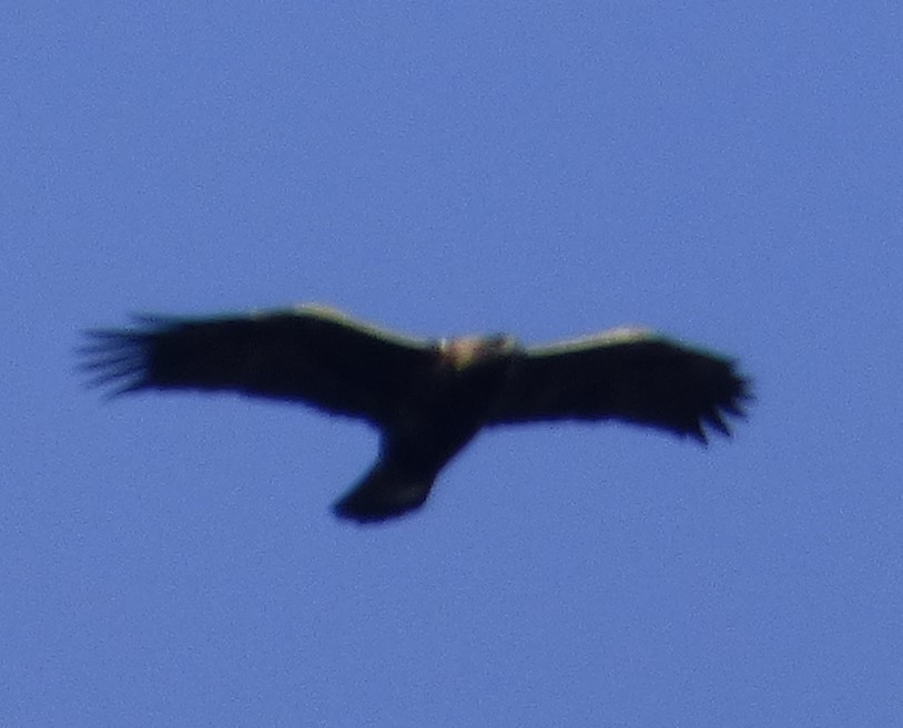 Golden Eagle - ML615310738