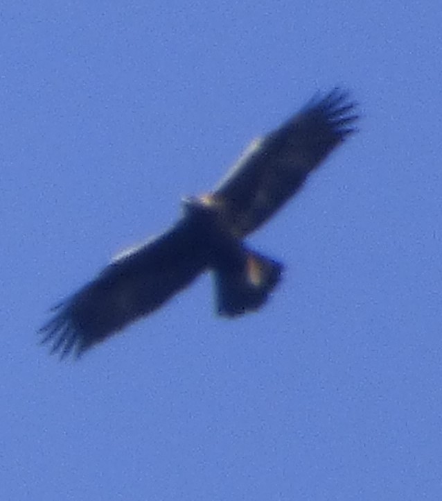 Golden Eagle - ML615310741