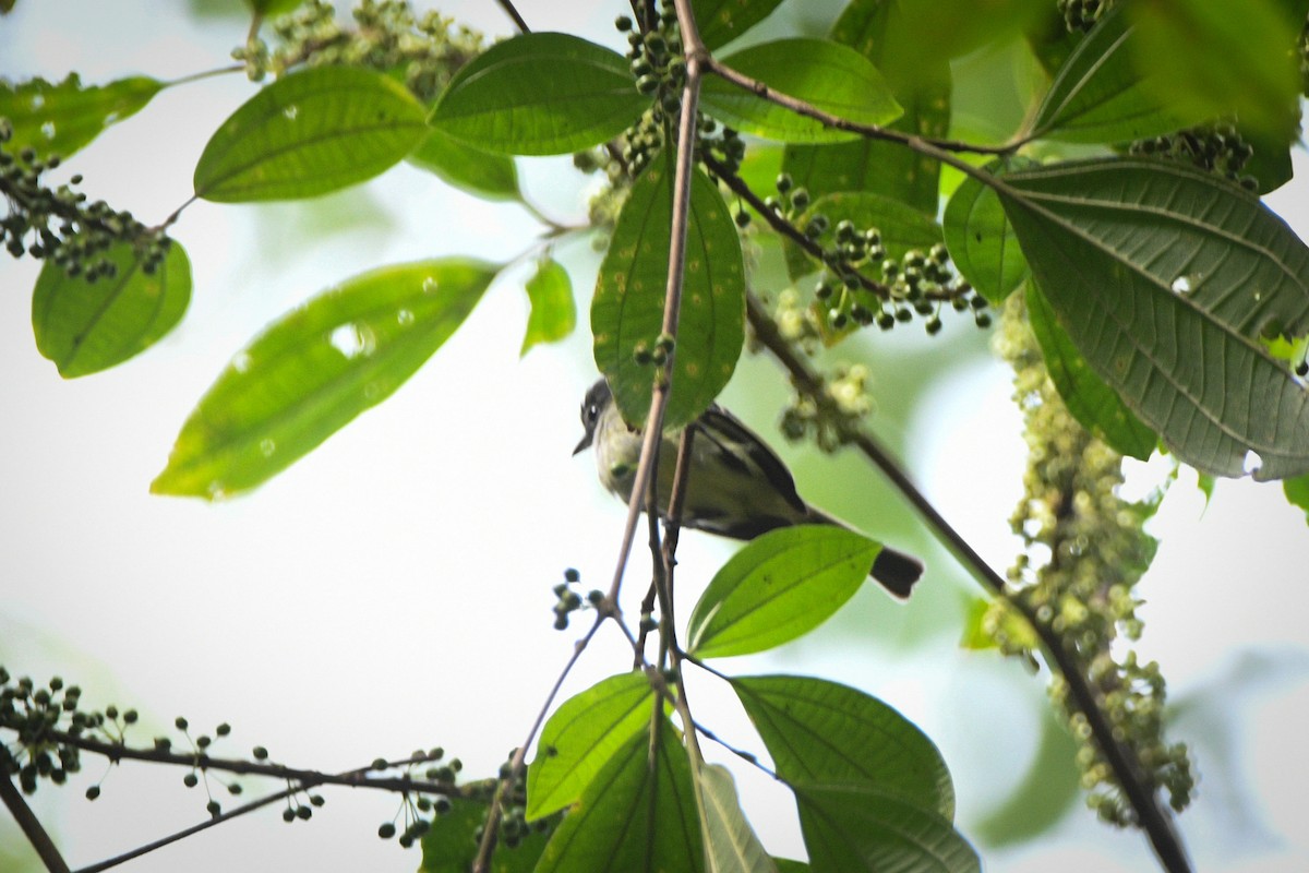 Yellow-green Tyrannulet - ML615310805