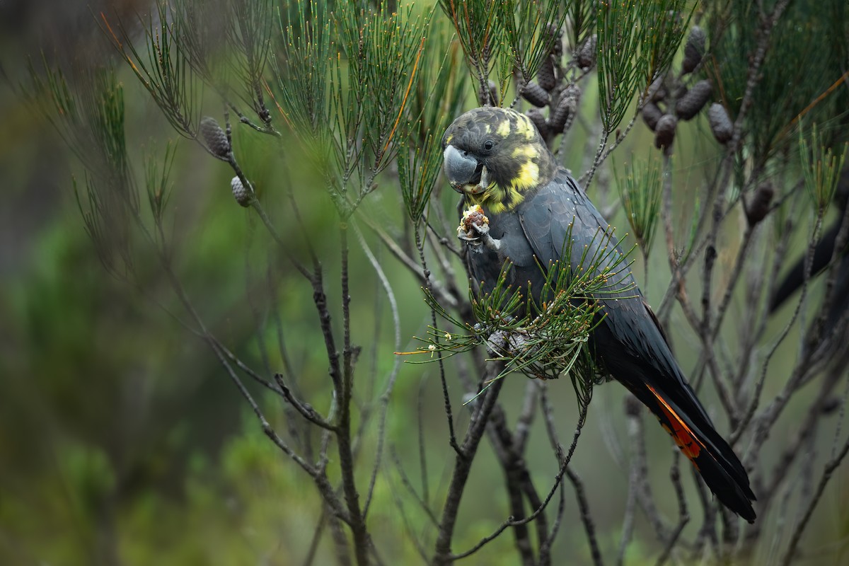 Glossy Black-Cockatoo - ML615310811