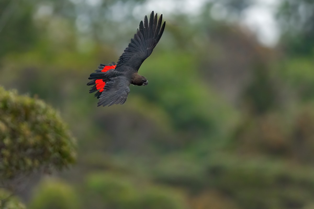 Glossy Black-Cockatoo - ML615310813