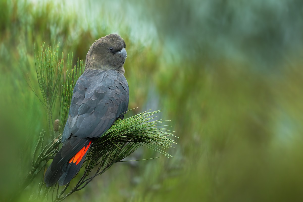 Glossy Black-Cockatoo - JJ Harrison