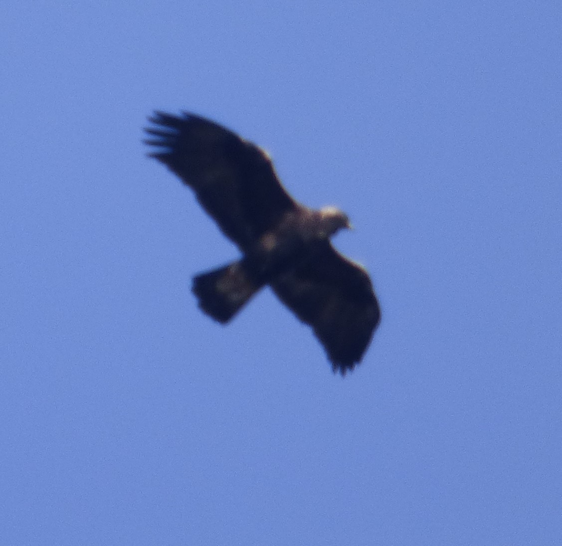 Golden Eagle - ML615310828