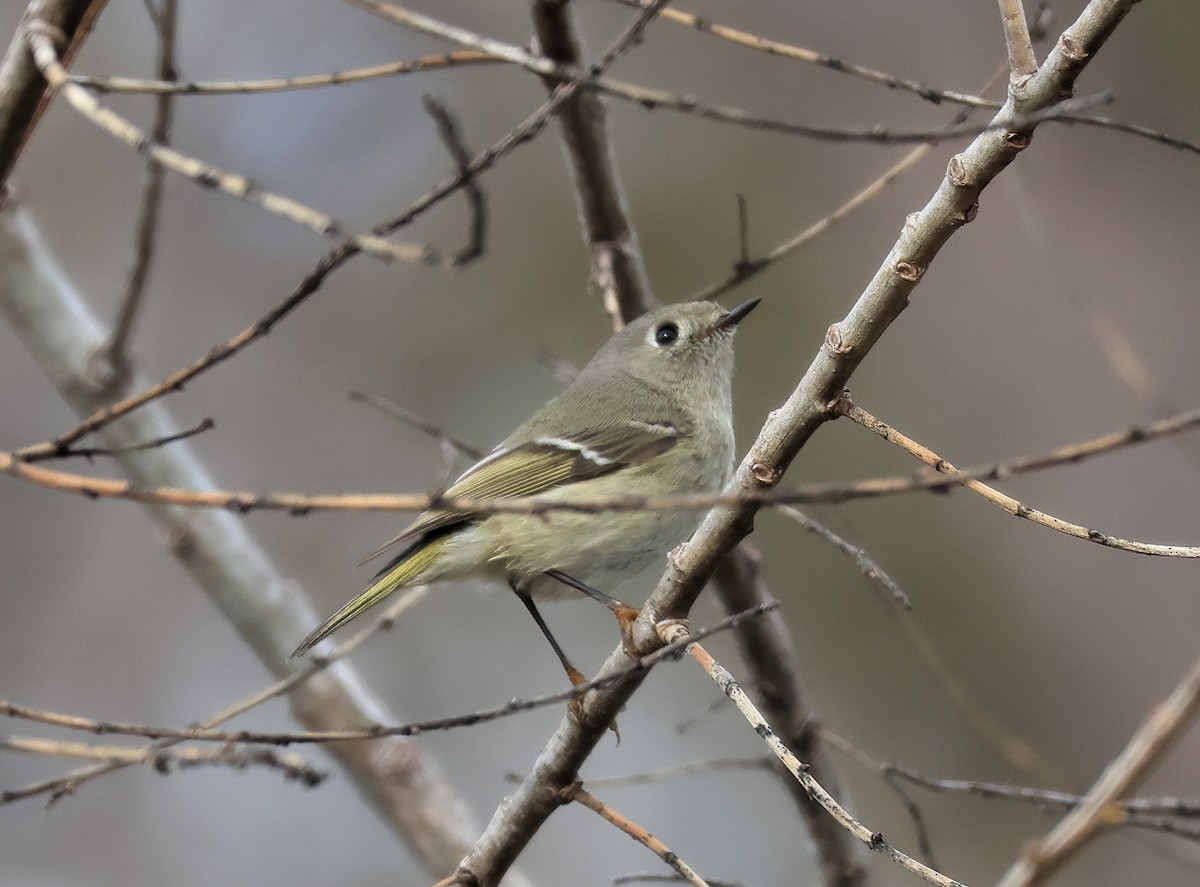 Ruby-crowned Kinglet - Trish Gussler