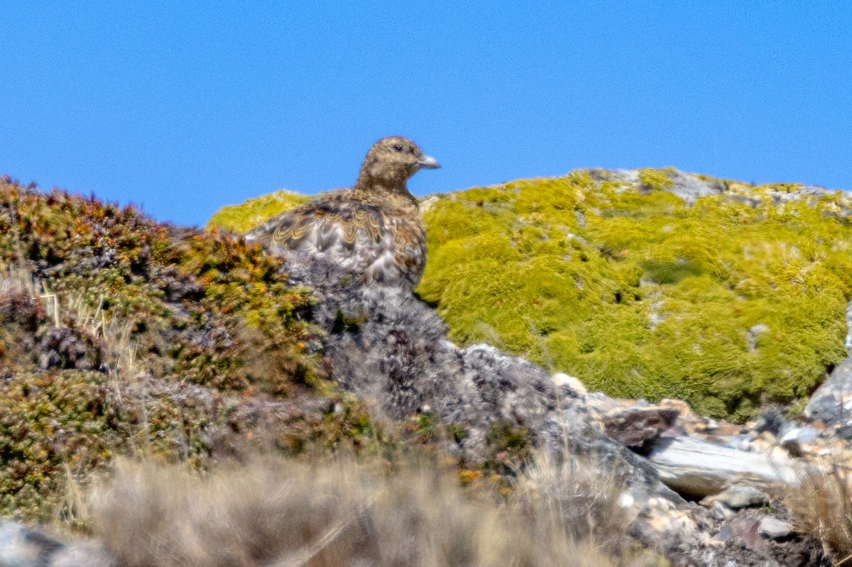 White-bellied Seedsnipe - ML615310937