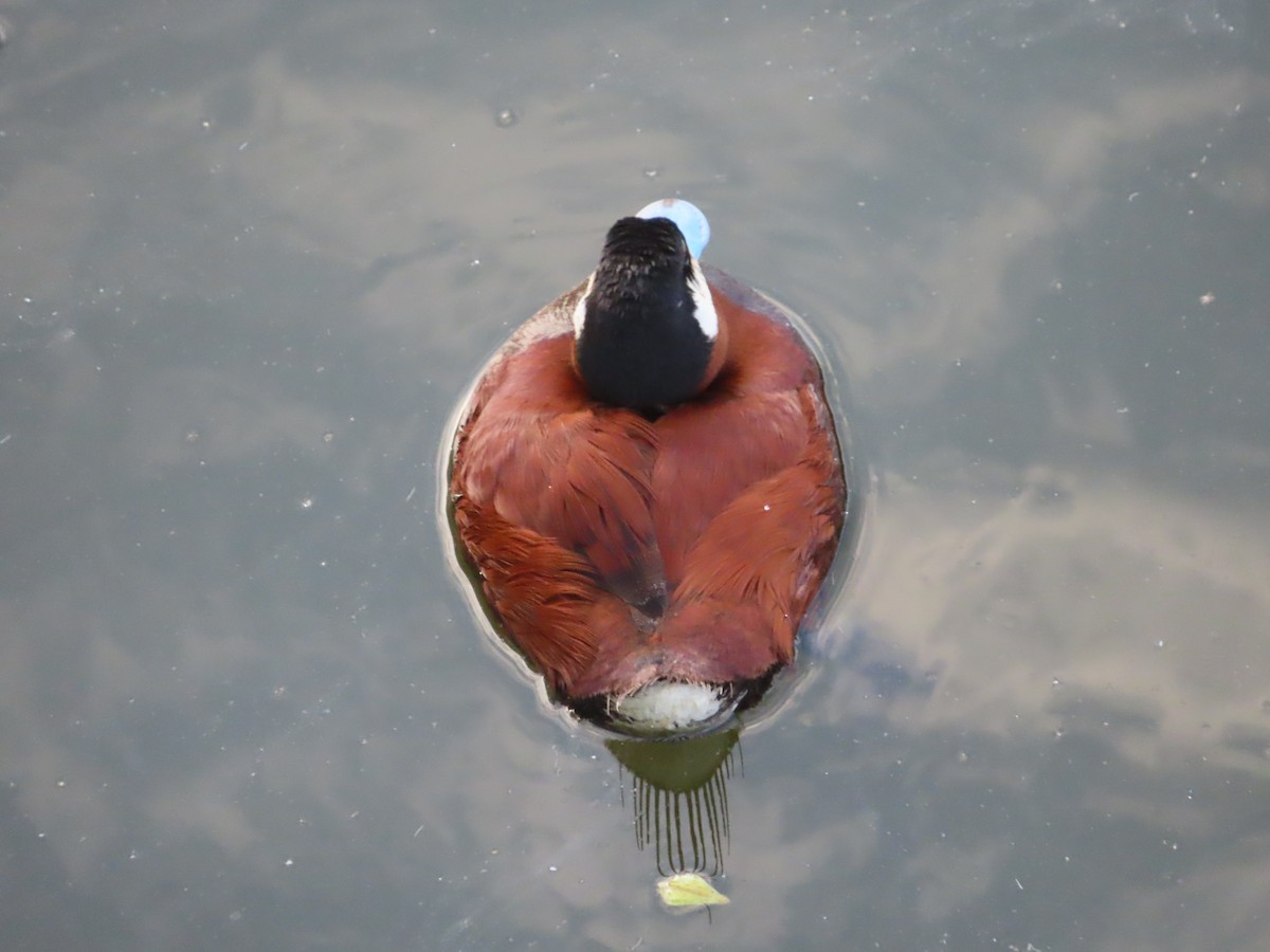 Ruddy Duck - Carmen Maldonado