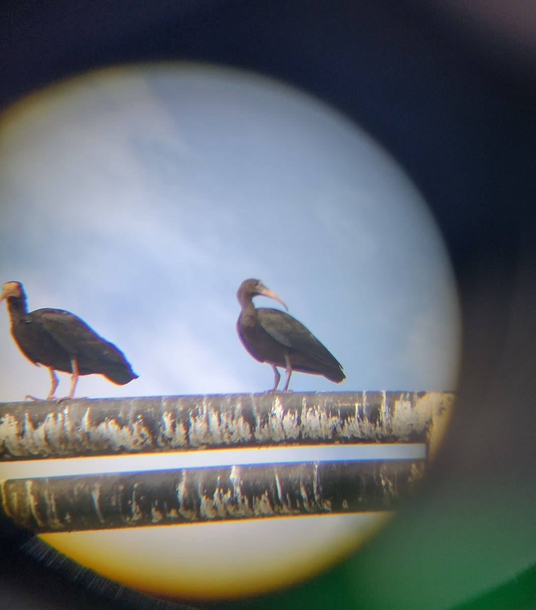 Bare-faced Ibis - ML615310955