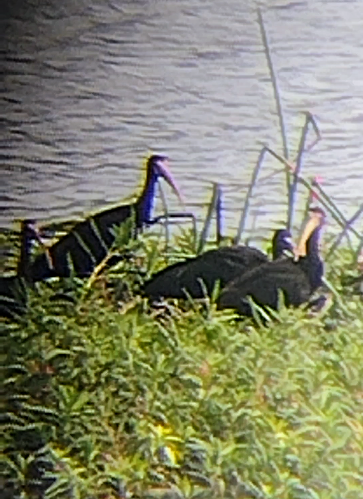 Bare-faced Ibis - ML615310978