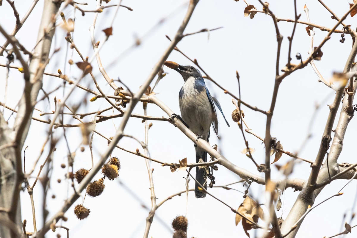 California Scrub-Jay - Timothy Aarons