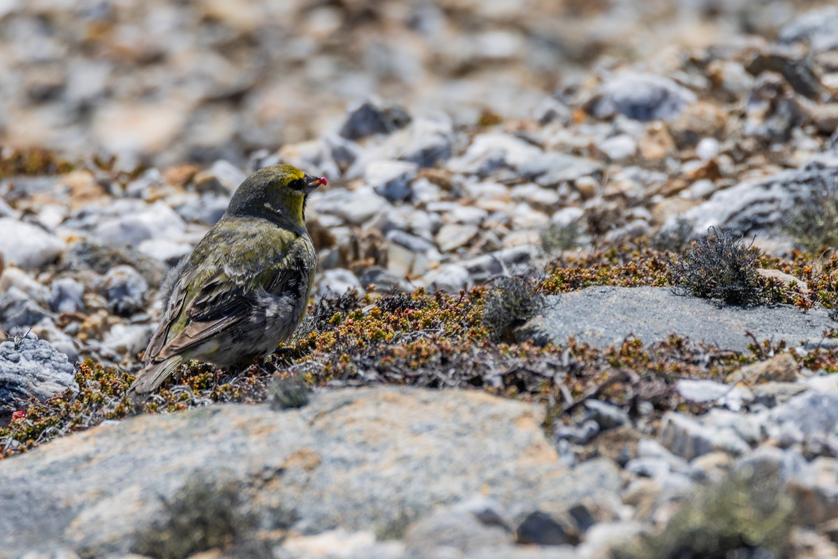 Yellow-bridled Finch - ML615311022