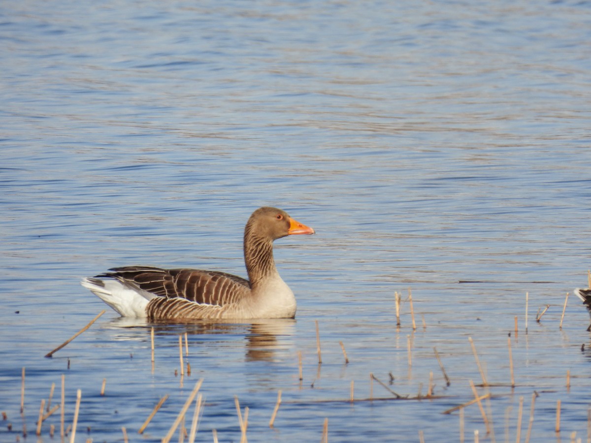 Graylag Goose - Anastasiya Dragun