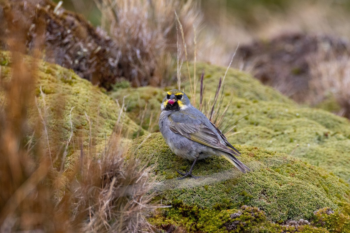 Yellow-bridled Finch - ML615311046