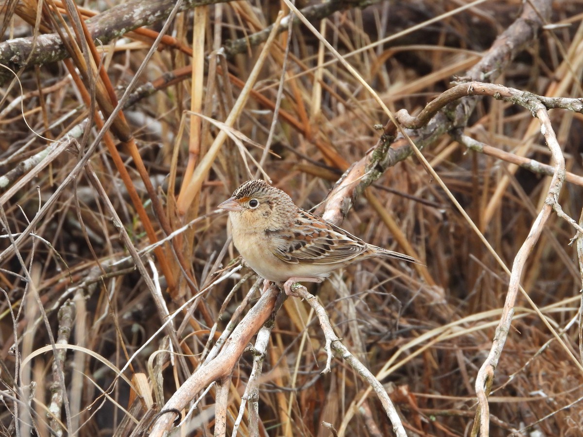 Grasshopper Sparrow - Fred Collins