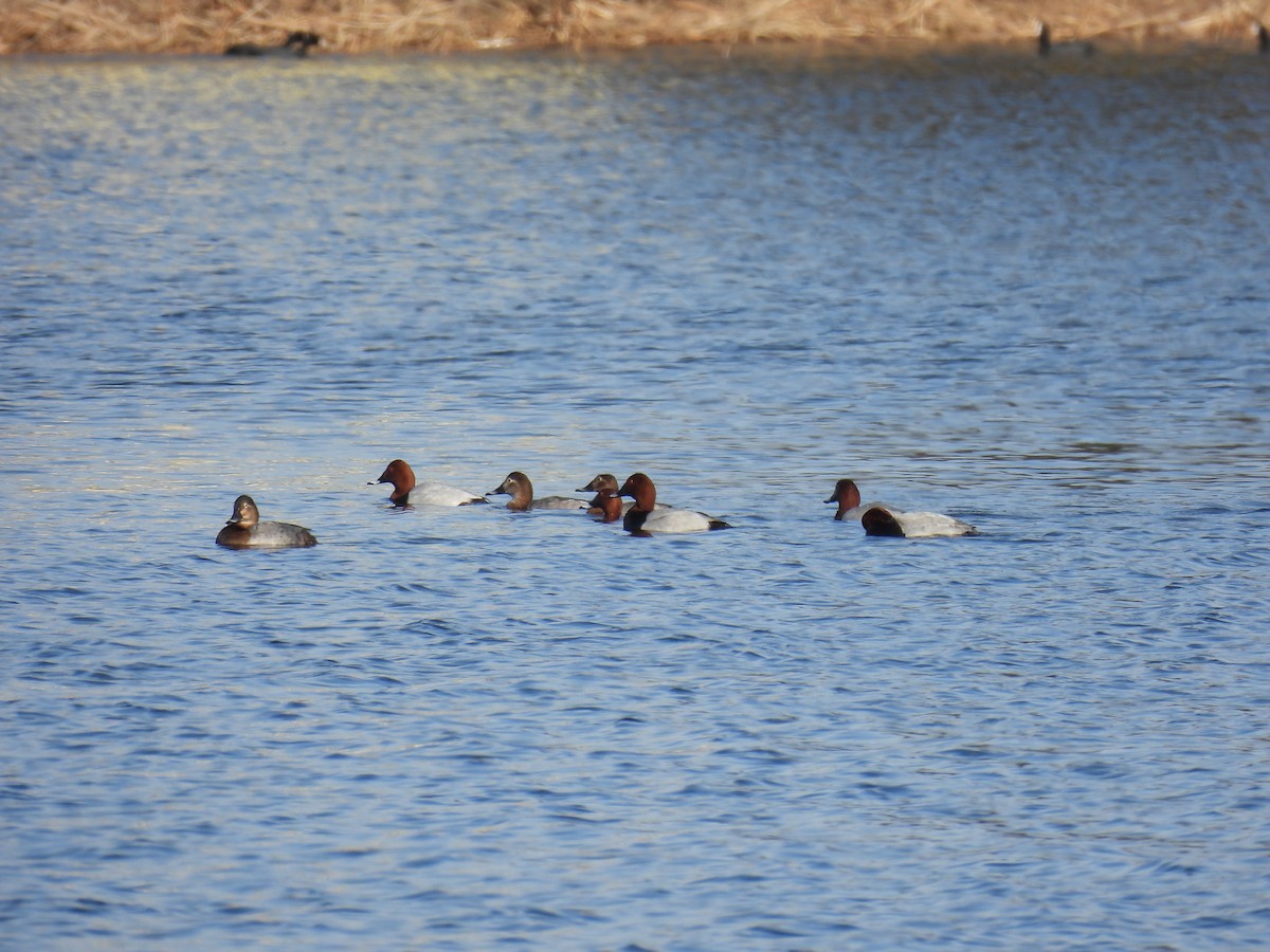 Common Pochard - Anastasiya Dragun