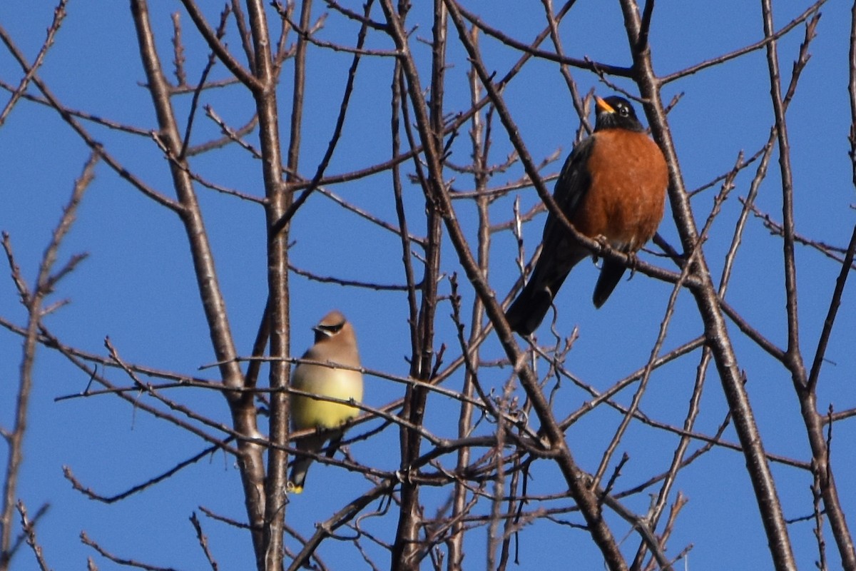 Cedar Waxwing - stephen johnson  🦜